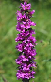 Fotografia da espécie Lythrum salicaria