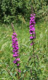 Fotografia da espécie Lythrum salicaria