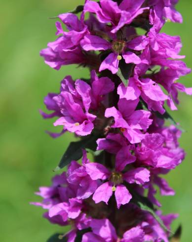 Fotografia de capa Lythrum salicaria - do Jardim Botânico