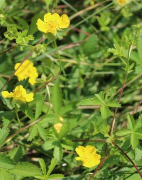 Fotografia 3 da espécie Potentilla reptans no Jardim Botânico UTAD