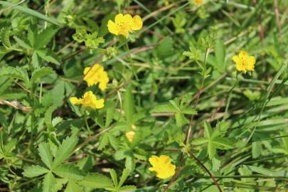 Fotografia da espécie Potentilla reptans