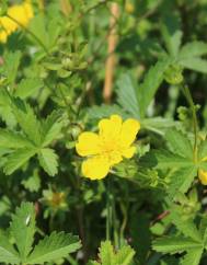 Potentilla reptans