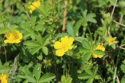 Fotografia da espécie Potentilla reptans