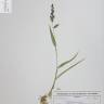 Fotografia de herbário 1 da espécie Echinochloa colona no Jardim Botânico UTAD
