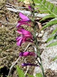 Fotografia da espécie Gladiolus communis