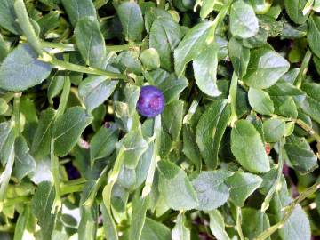 Fotografia da espécie Vaccinium myrtillus