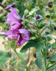 Lavatera arborea