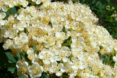 Fotografia da espécie Sorbus aucuparia