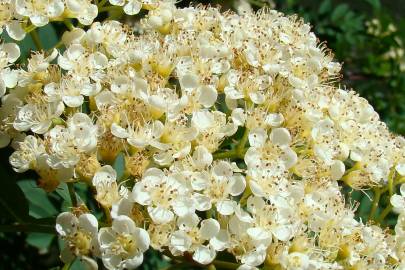 Fotografia da espécie Sorbus aucuparia