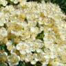 Fotografia 1 da espécie Sorbus aucuparia do Jardim Botânico UTAD