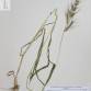 Fotografia 1 de herbário da espécie Echinochloa crus-pavonis no Jardim Botânico UTAD