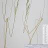 Fotografia de herbário 1 da espécie Festuca ampla no Jardim Botânico UTAD