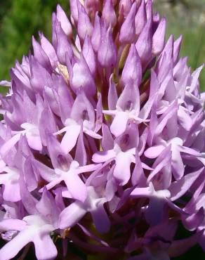 Fotografia 3 da espécie Anacamptis pyramidalis no Jardim Botânico UTAD