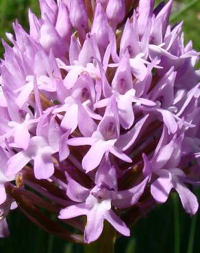 Fotografia 7 da espécie Anacamptis pyramidalis no Jardim Botânico UTAD