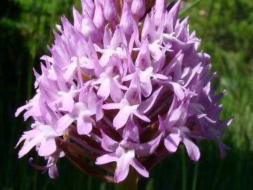 Fotografia da espécie Anacamptis pyramidalis