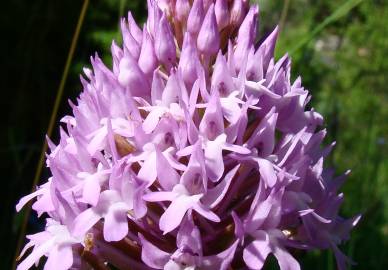 Fotografia da espécie Anacamptis pyramidalis