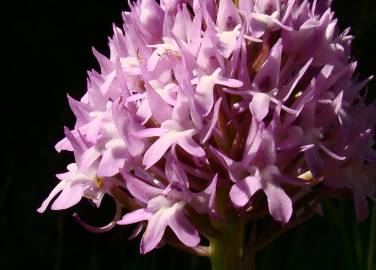 Fotografia da espécie Anacamptis pyramidalis
