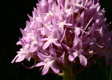 Fotografia da espécie Anacamptis pyramidalis