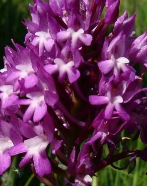 Fotografia 11 da espécie Anacamptis pyramidalis no Jardim Botânico UTAD