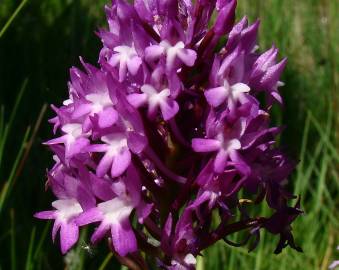 Fotografia da espécie Anacamptis pyramidalis