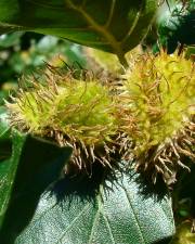 Fotografia da espécie Fagus sylvatica