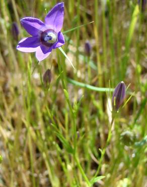 Fotografia 3 da espécie Campanula lusitanica subesp. lusitanica no Jardim Botânico UTAD