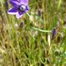 Fotografia 3 da espécie Campanula lusitanica subesp. lusitanica do Jardim Botânico UTAD