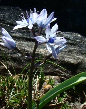 Fotografia 1 da espécie Scilla verna subesp. ramburei no Jardim Botânico UTAD