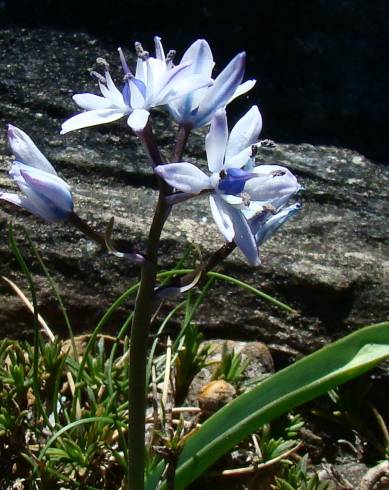 Fotografia de capa Scilla verna subesp. ramburei - do Jardim Botânico