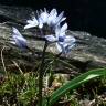 Fotografia 1 da espécie Scilla verna subesp. ramburei do Jardim Botânico UTAD