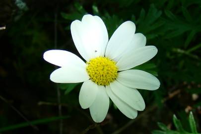 Fotografia da espécie Phalacrocarpum oppositifolium