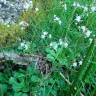 Fotografia 5 da espécie Saxifraga spathularis do Jardim Botânico UTAD