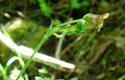 Fotografia da espécie Scrophularia herminii