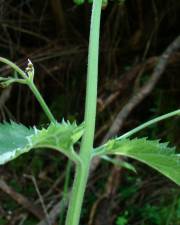 Fotografia da espécie Scrophularia herminii