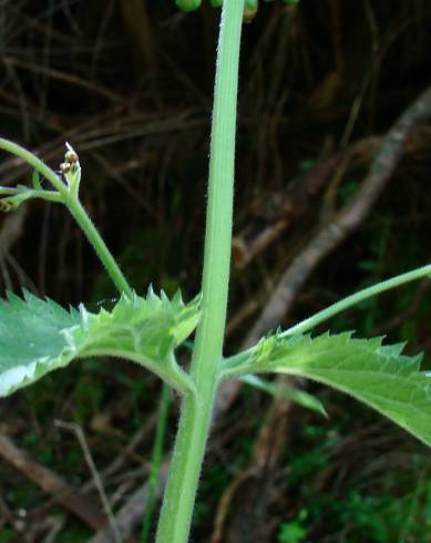 Fotografia de capa Scrophularia herminii - do Jardim Botânico