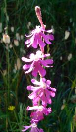 Fotografia da espécie Silene scabriflora subesp. scabriflora