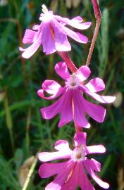 Fotografia da espécie Silene scabriflora subesp. scabriflora