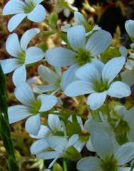 Saxifraga fragosoi