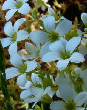 Fotografia 1 da espécie Saxifraga fragosoi no Jardim Botânico UTAD