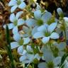 Fotografia 1 da espécie Saxifraga fragosoi do Jardim Botânico UTAD