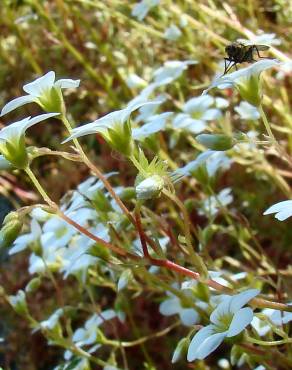 Fotografia 4 da espécie Saxifraga fragosoi no Jardim Botânico UTAD