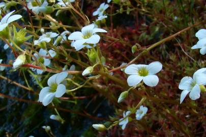 Fotografia da espécie Saxifraga fragosoi