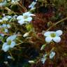 Fotografia 5 da espécie Saxifraga fragosoi do Jardim Botânico UTAD