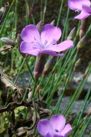 Fotografia da espécie Dianthus pungens subesp. langeanus