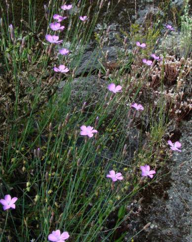 Fotografia de capa Dianthus pungens subesp. langeanus - do Jardim Botânico