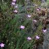 Fotografia 1 da espécie Dianthus pungens subesp. langeanus do Jardim Botânico UTAD