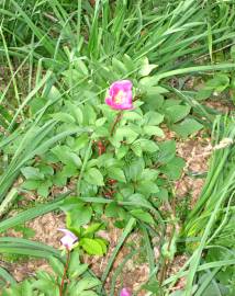 Fotografia da espécie Paeonia broteri