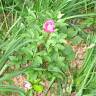 Fotografia 3 da espécie Paeonia broteri do Jardim Botânico UTAD