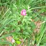 Fotografia 3 da espécie Paeonia broteri do Jardim Botânico UTAD