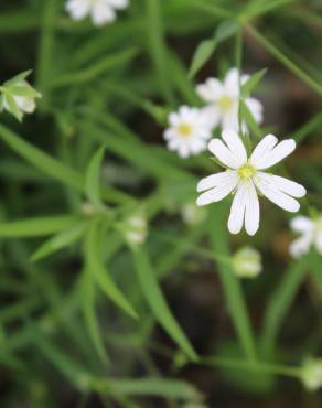 Fotografia 3 da espécie Stellaria holostea no Jardim Botânico UTAD